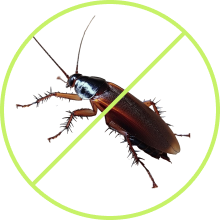 cockroach