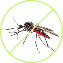 mosquito