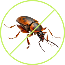 bedbug